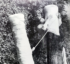 Performance Baumverband